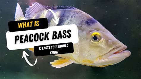 What Is A Peacock Bass And 15 Facts You Should Know.